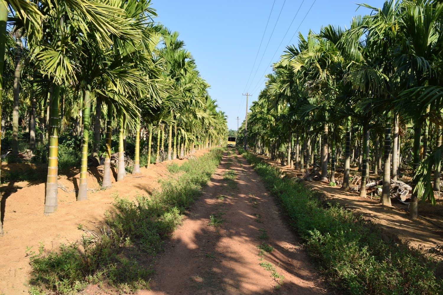 Arecanut plantation in Sirsi